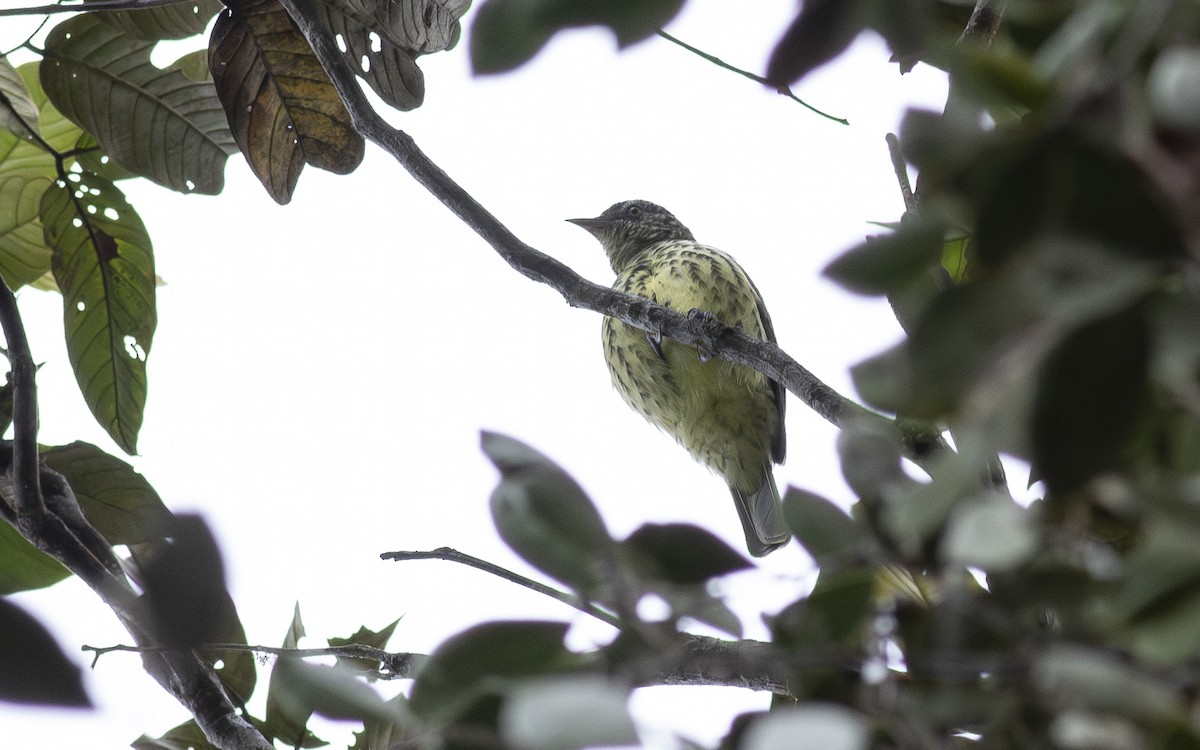 Sharpbill - ML622598091