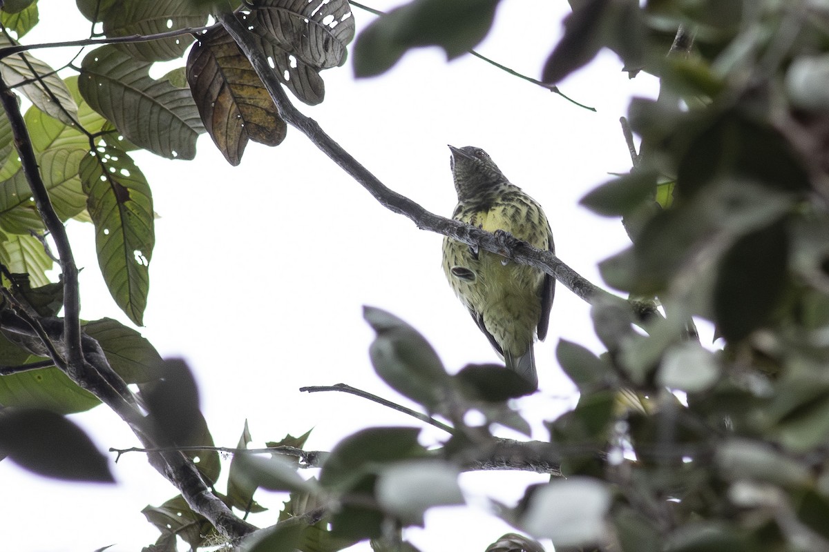 Sharpbill - ML622598092