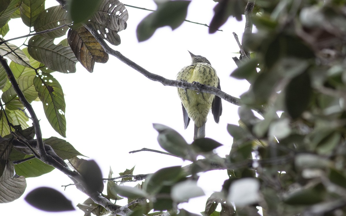 Sharpbill - ML622598093