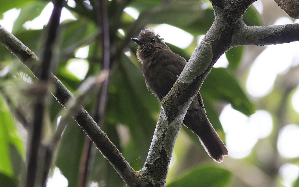 Foothill Schiffornis - ML622598101