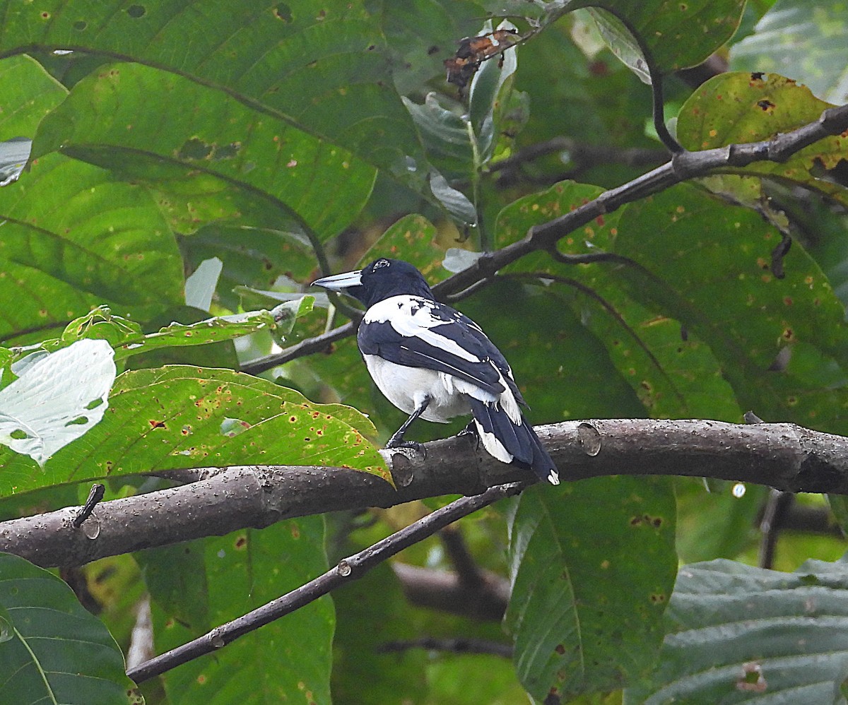 Black-sided Robin - ML622598104