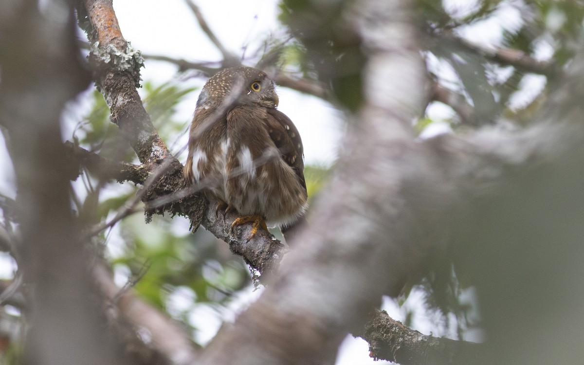 Subtropical Pygmy-Owl - ML622598109