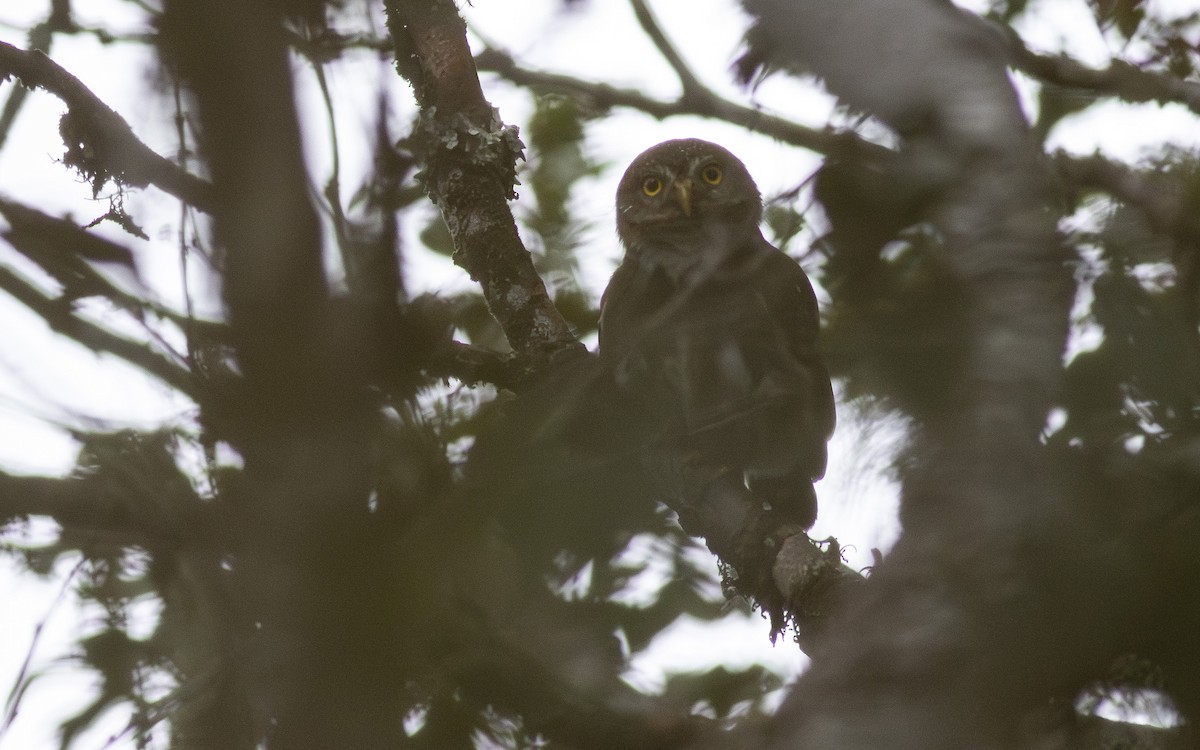 Subtropical Pygmy-Owl - ML622598110