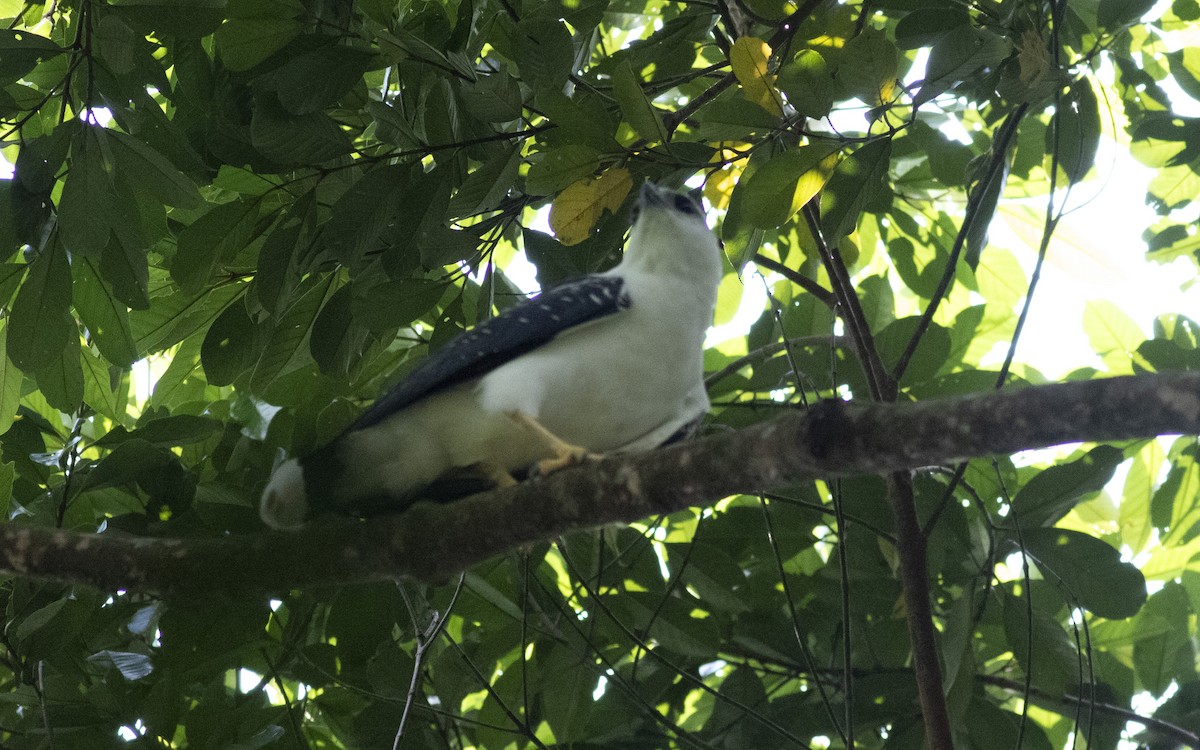 White Hawk - ML622598142