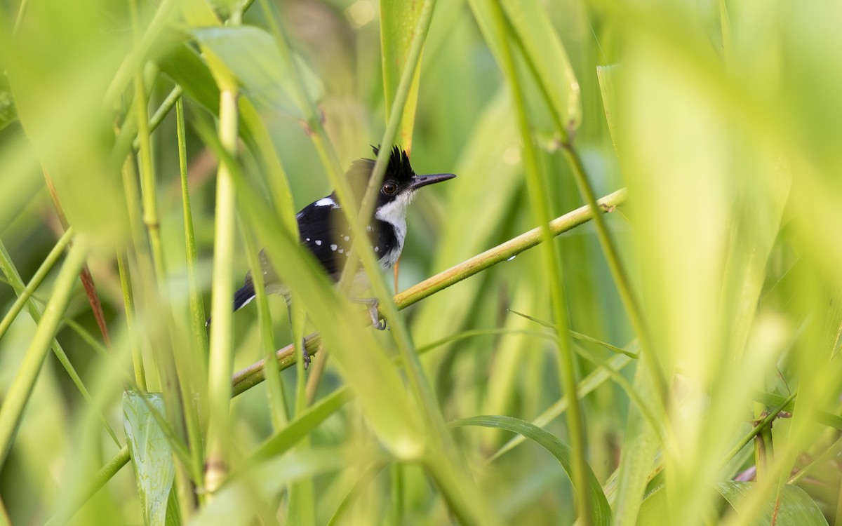 Black-and-white Antbird - ML622598191