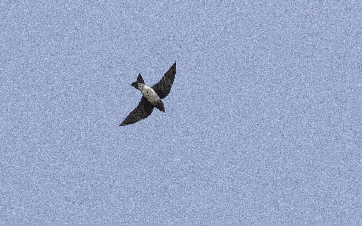 Gray-breasted Martin - ML622598246