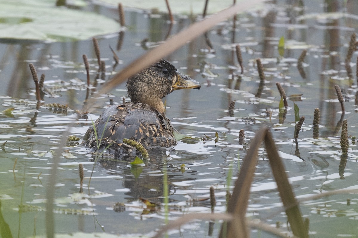 White-backed Duck - ML622598260