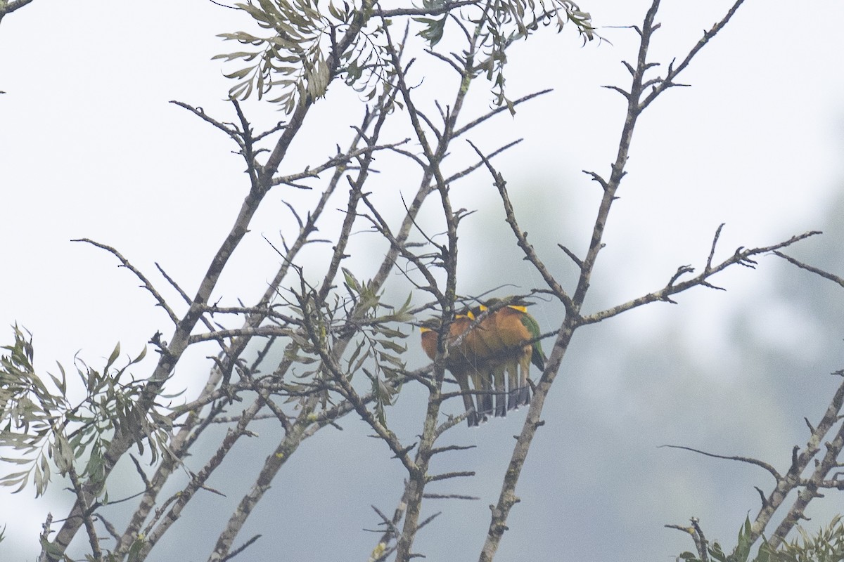 Cinnamon-chested Bee-eater - ML622598264