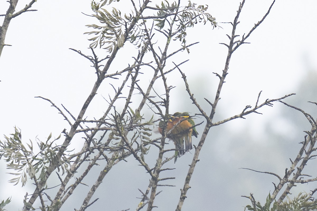 Cinnamon-chested Bee-eater - ML622598265