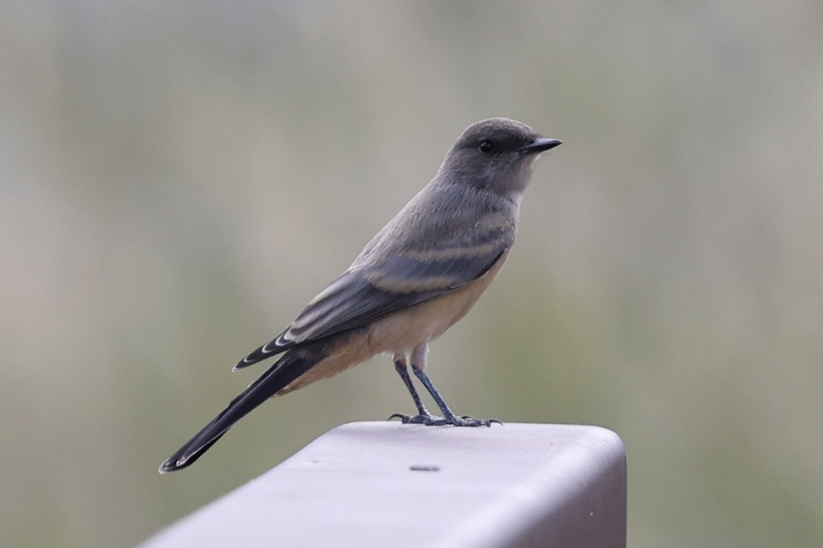 Say's Phoebe - ML622598278