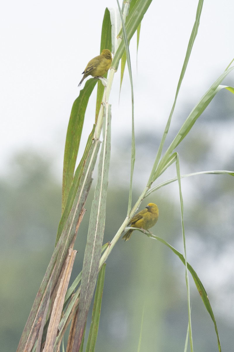 Holub's Golden-Weaver - ely what