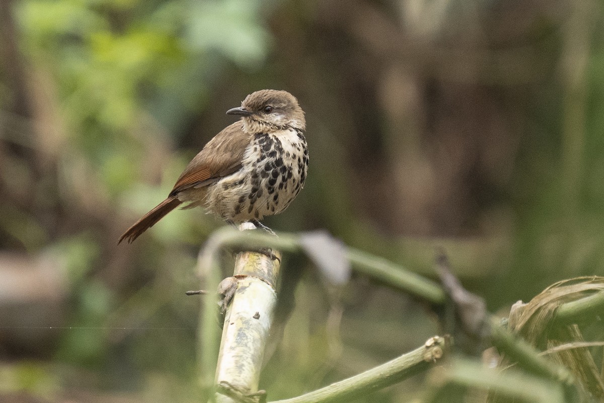 Spotted Morning-Thrush - ML622598290