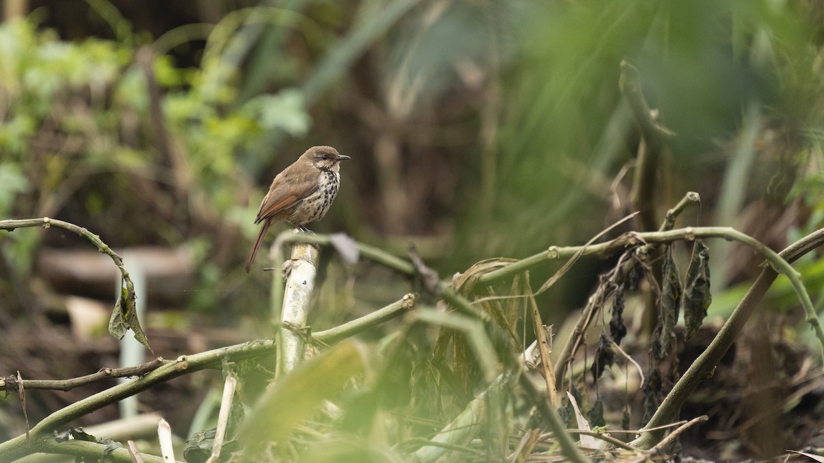 Spotted Morning-Thrush - ML622598292