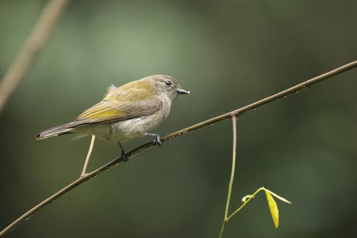 Green-backed Honeyguide - ely what