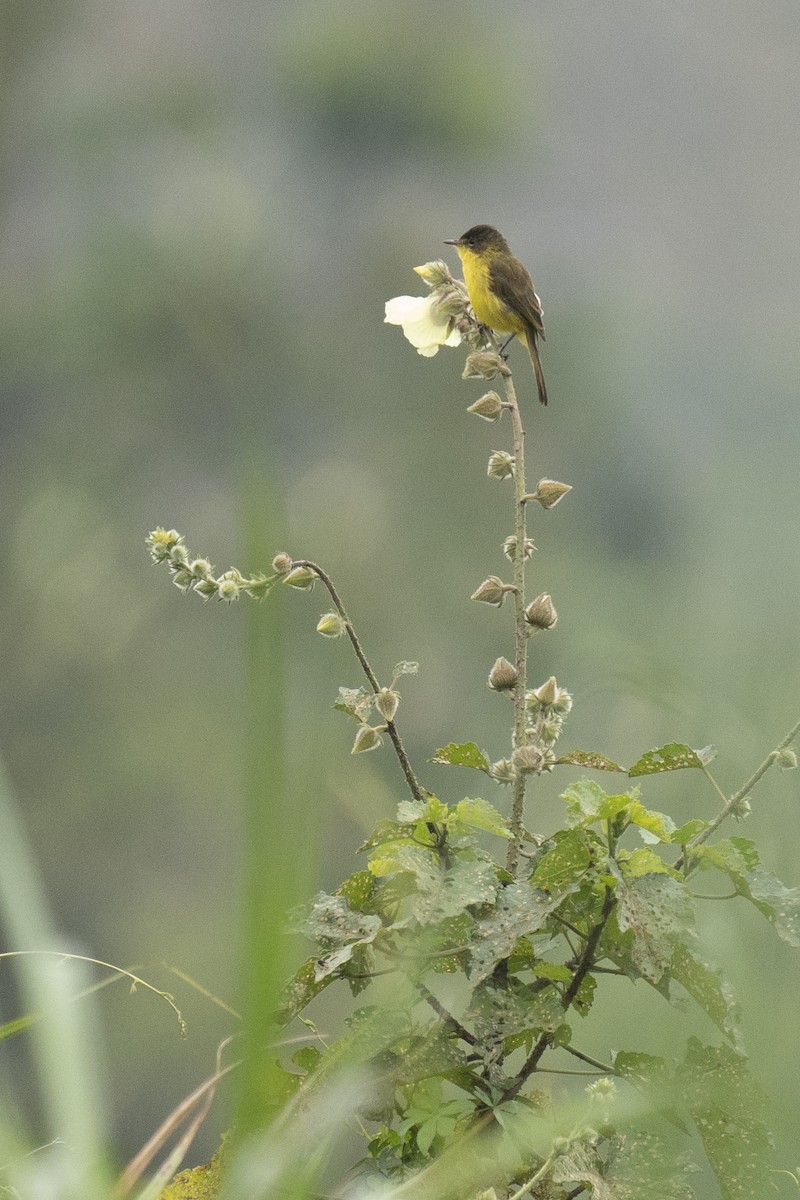 African Yellow-Warbler - ely what