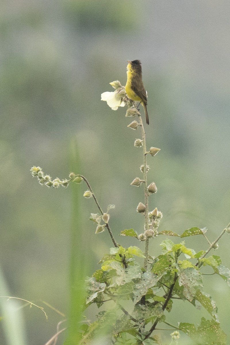 African Yellow-Warbler - ely what