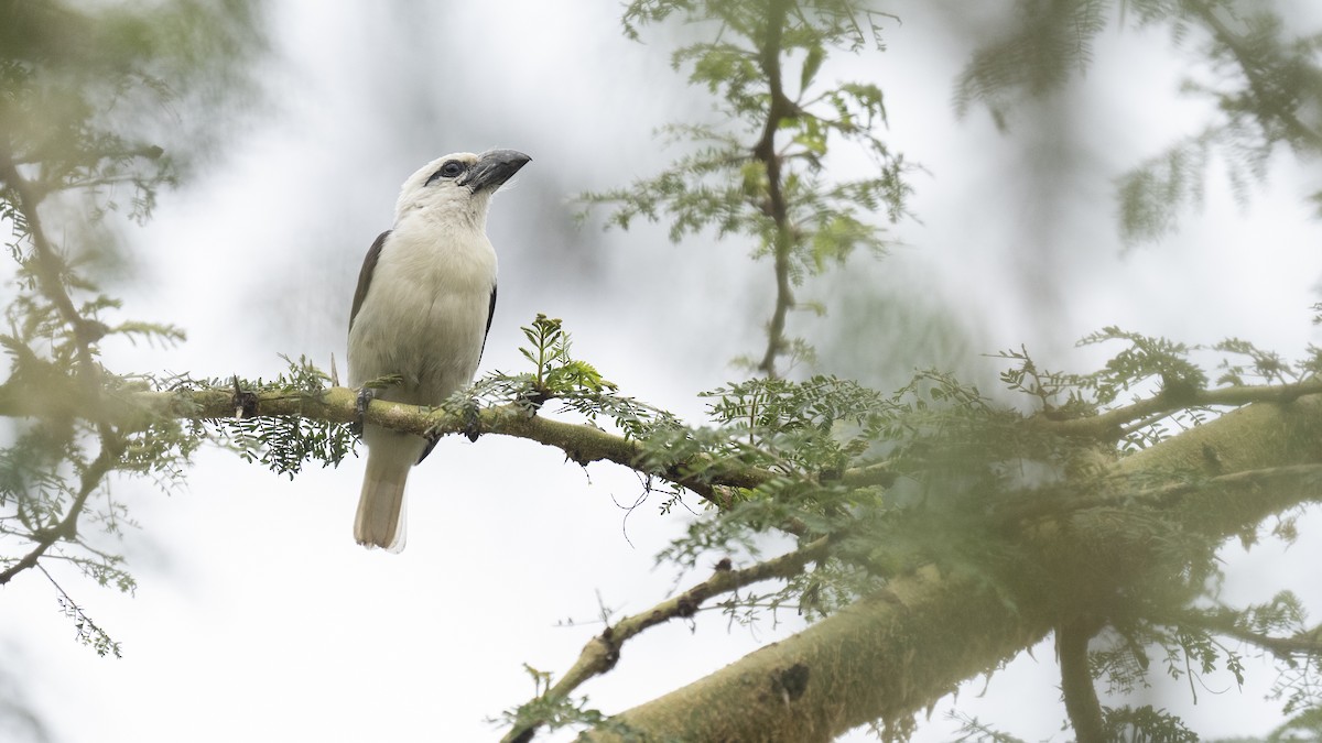 White-headed Barbet - ML622598351