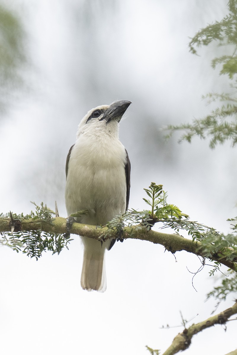 White-headed Barbet - ML622598352