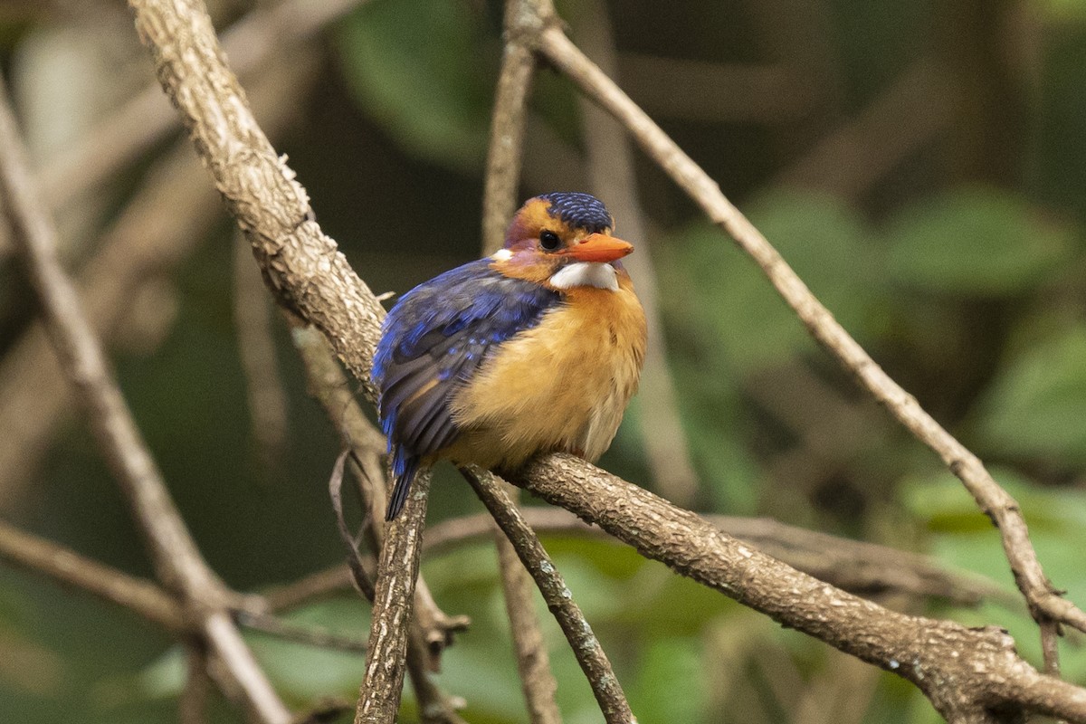 African Pygmy Kingfisher - ML622598361