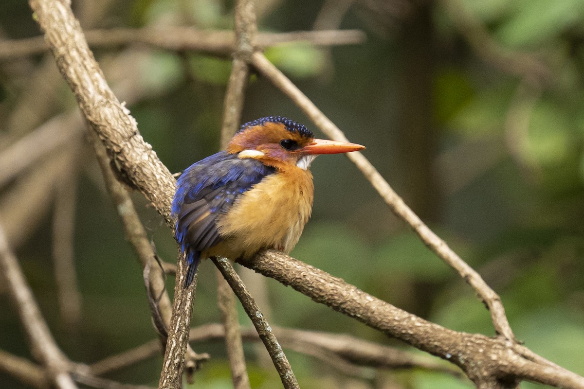 African Pygmy Kingfisher - ML622598362