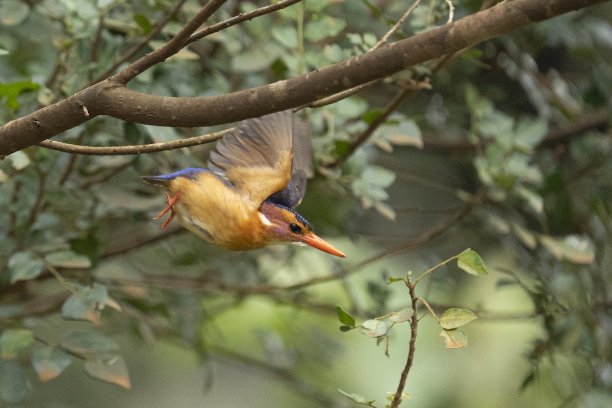 African Pygmy Kingfisher - ML622598363