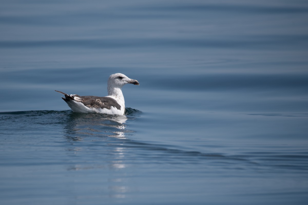 Great Black-backed Gull - ML622598387