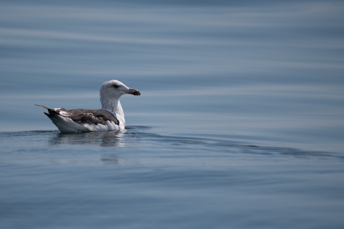 Great Black-backed Gull - ML622598390