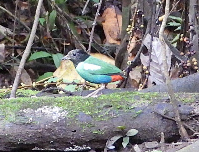 Eastern Hooded Pitta - ML622598465