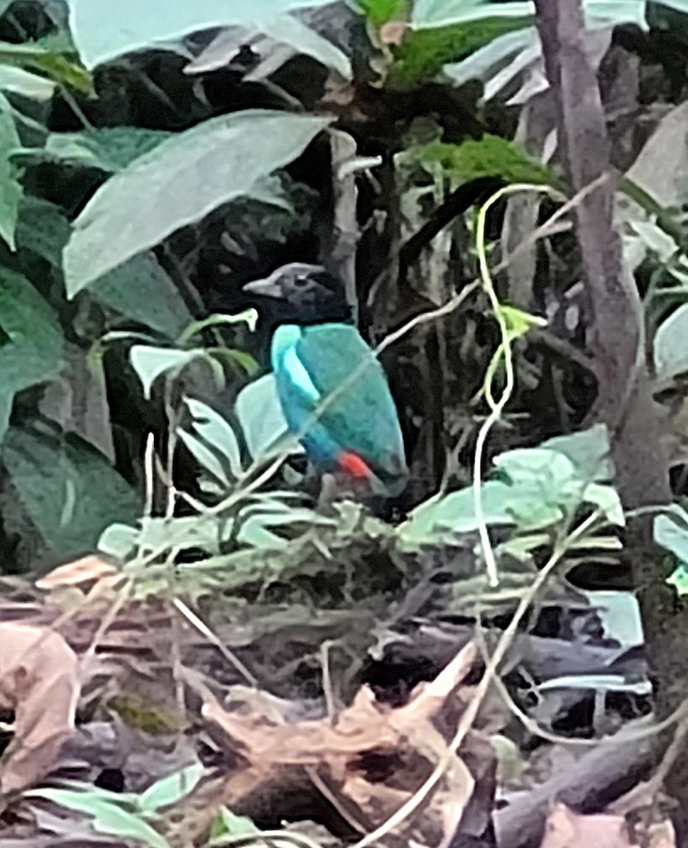 Eastern Hooded Pitta - ML622598466