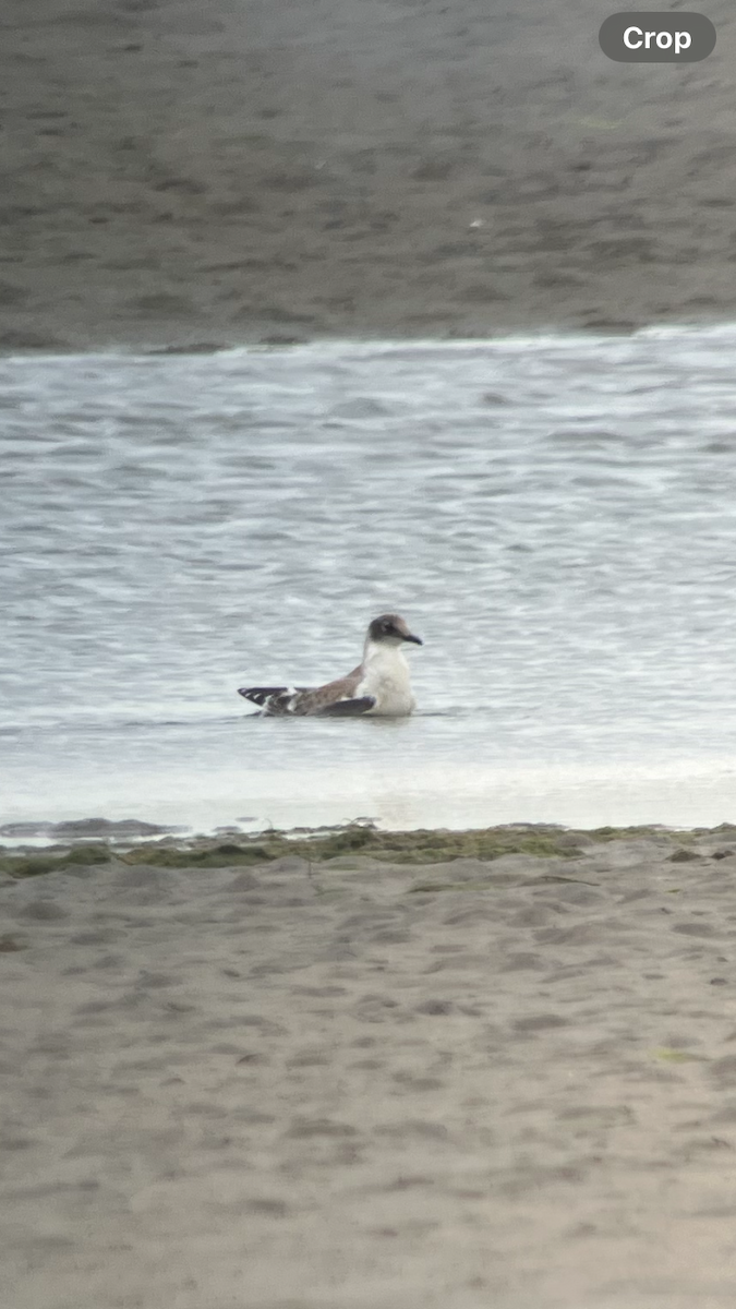 Franklin's Gull - ML622598473