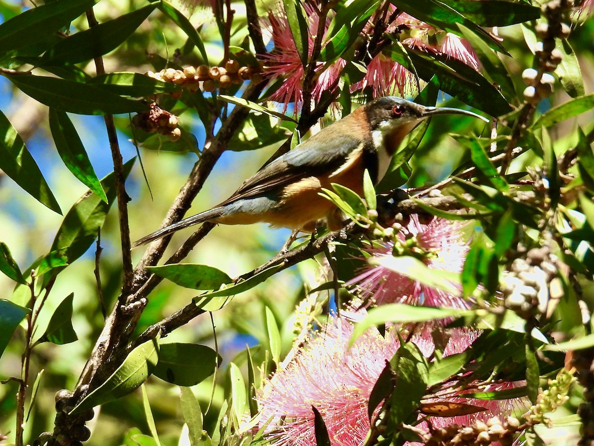 Eastern Spinebill - ML622598512