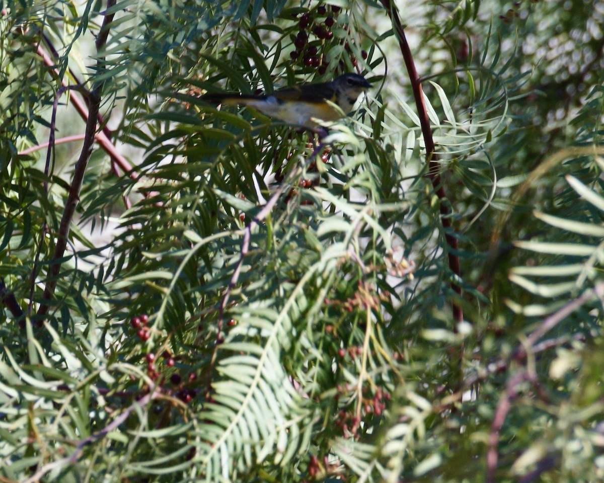 American Redstart - ML622598536