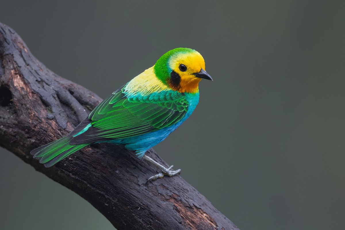 Multicolored Tanager - ML622598590