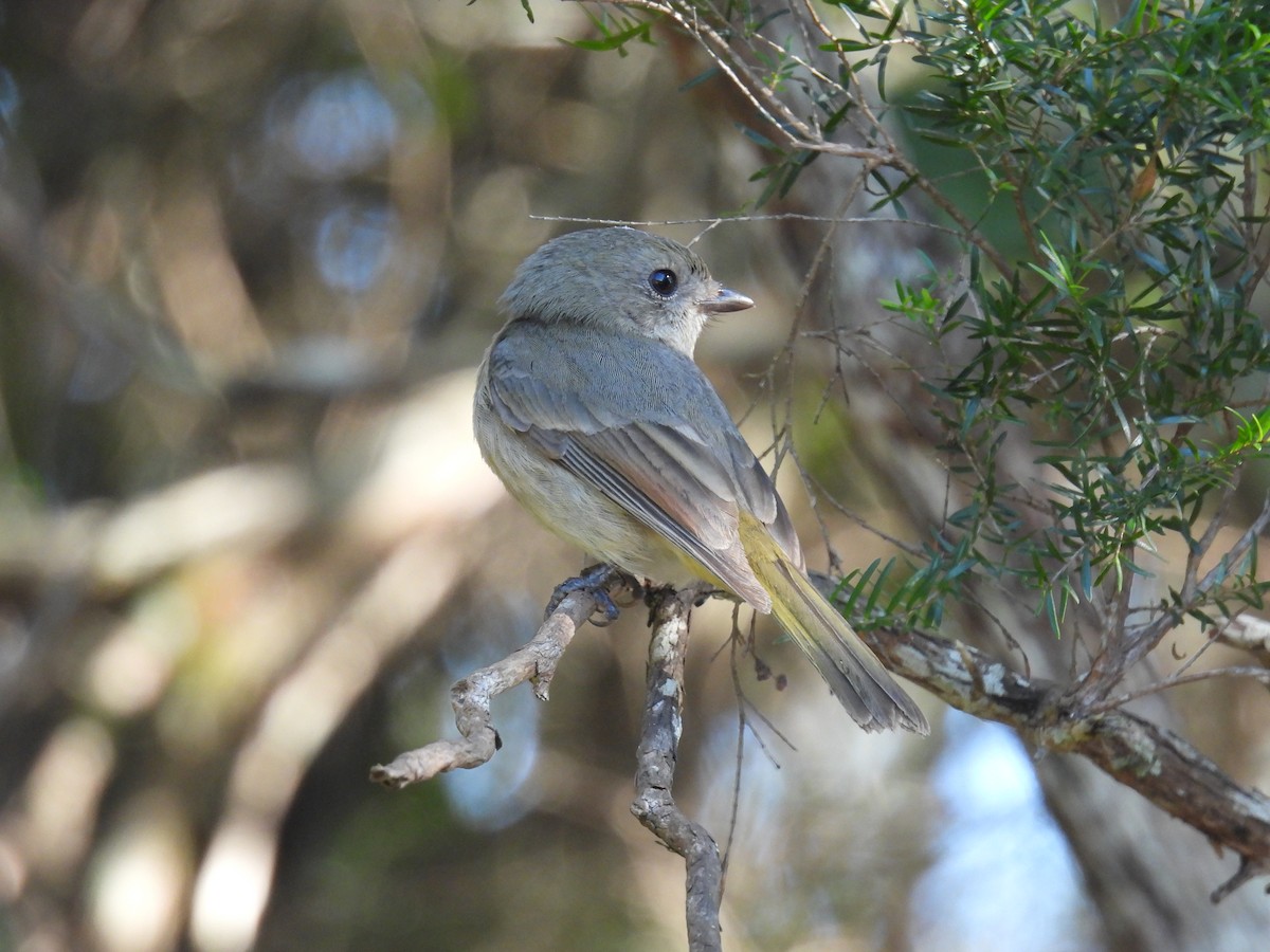 Golden Whistler - ML622598592