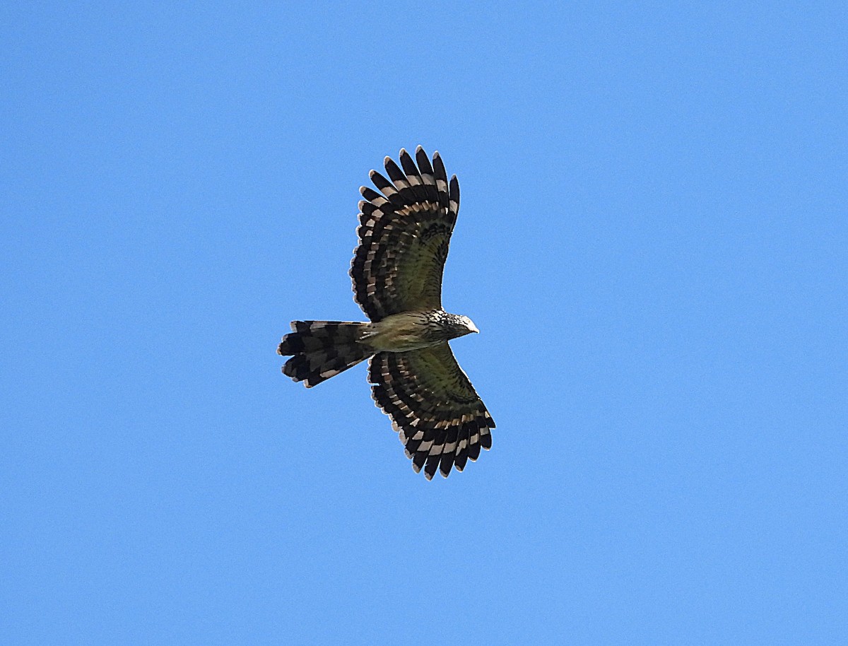 Long-tailed Honey-buzzard - ML622598668