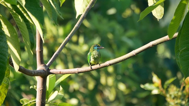 Yellow-fronted Barbet - ML622598672
