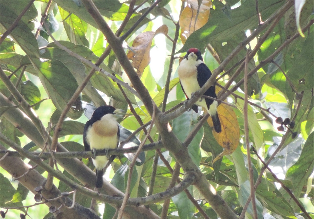 White-mantled Barbet - ML62259871