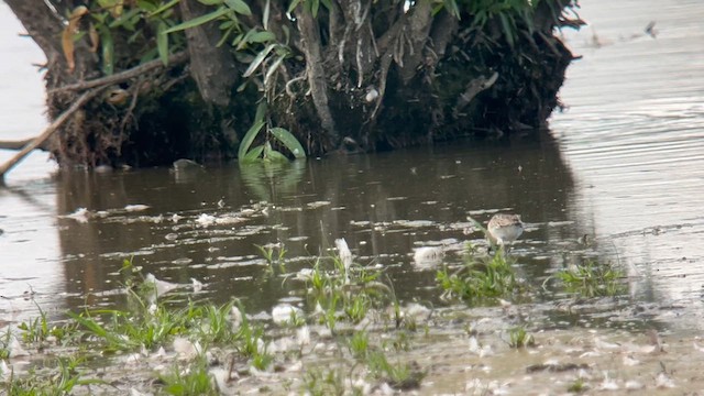 Semipalmated Sandpiper - ML622598794