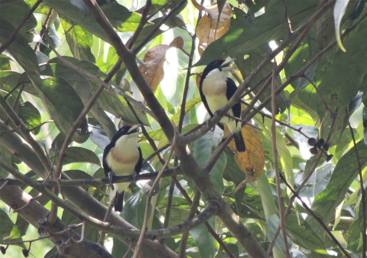 White-mantled Barbet - ML62259881