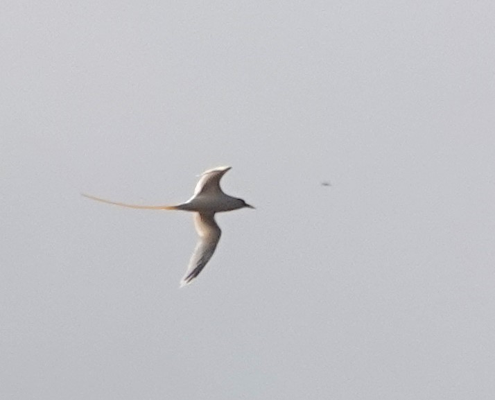 White-tailed Tropicbird - ML622598819