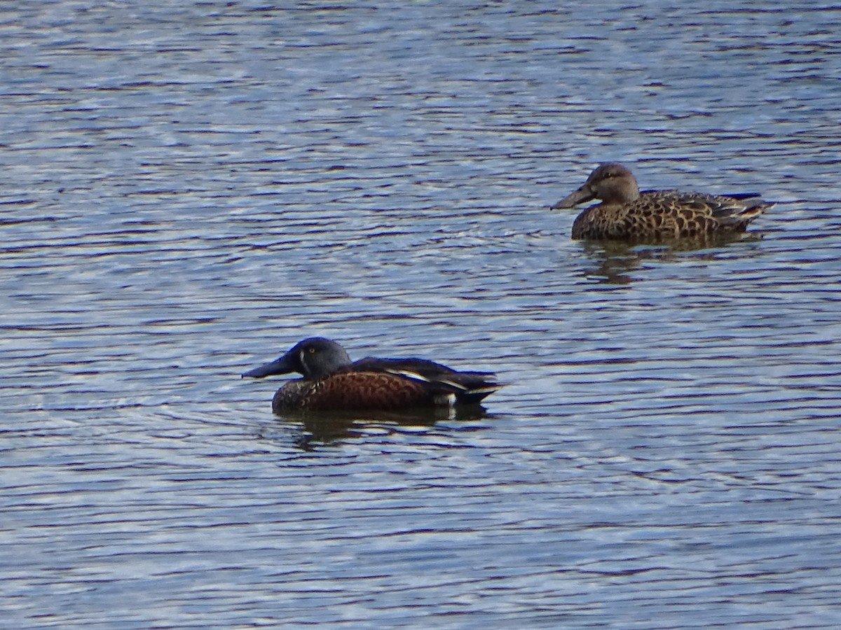 Australasian Shoveler - Richard Murray