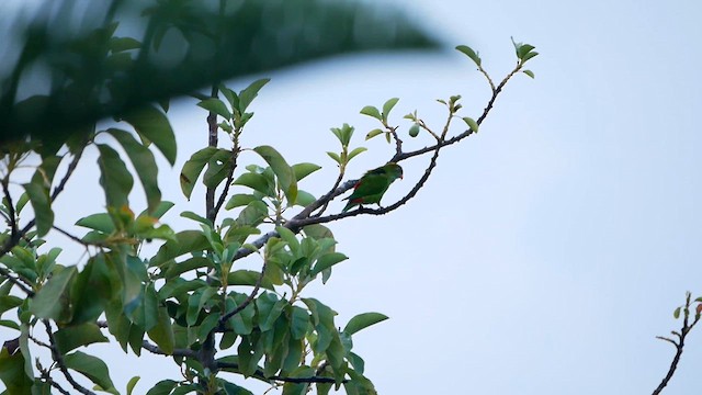 Sri Lanka Hanging-Parrot - ML622598841
