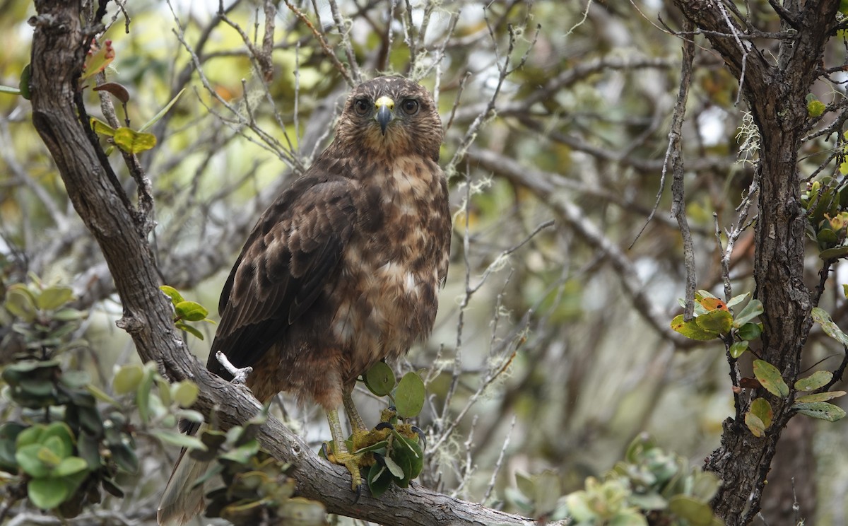 Hawaiian Hawk - ML622598893