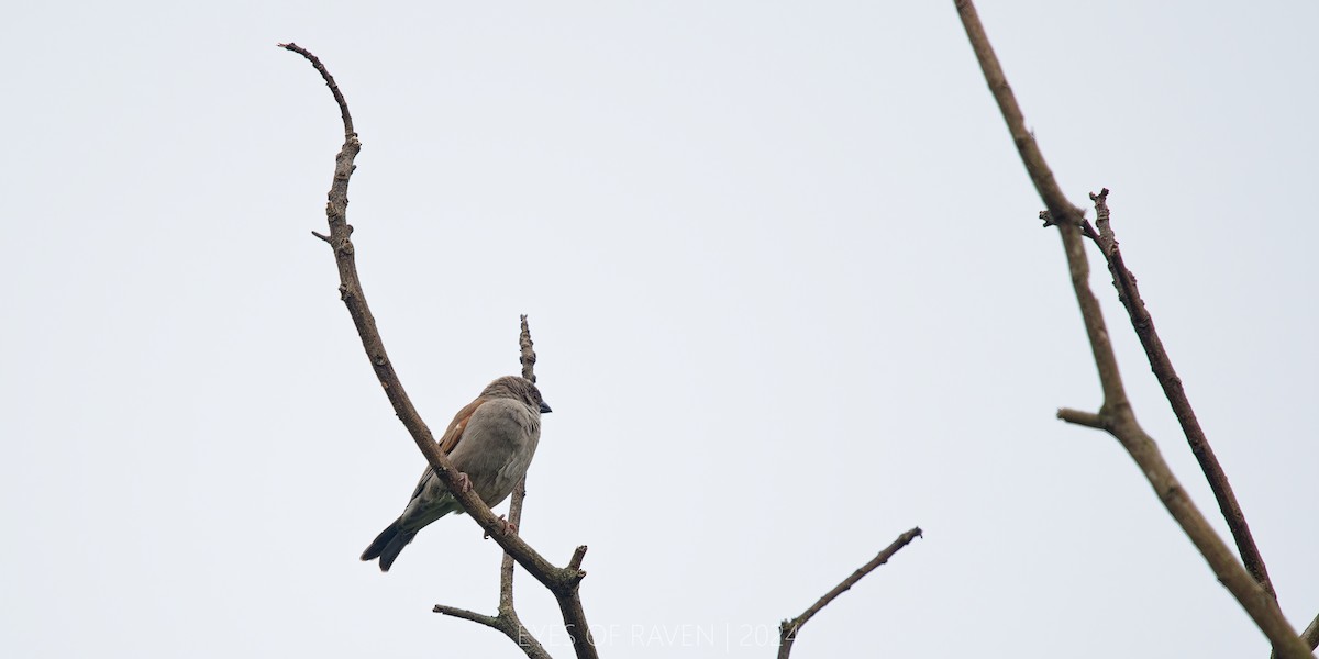 Parrot-billed Sparrow - ML622598917