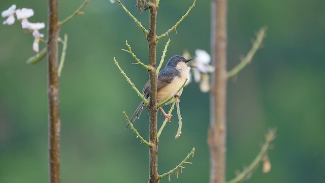 Ashy Prinia - ML622598949