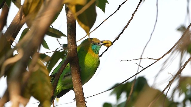 Jerdon's Leafbird - ML622598972