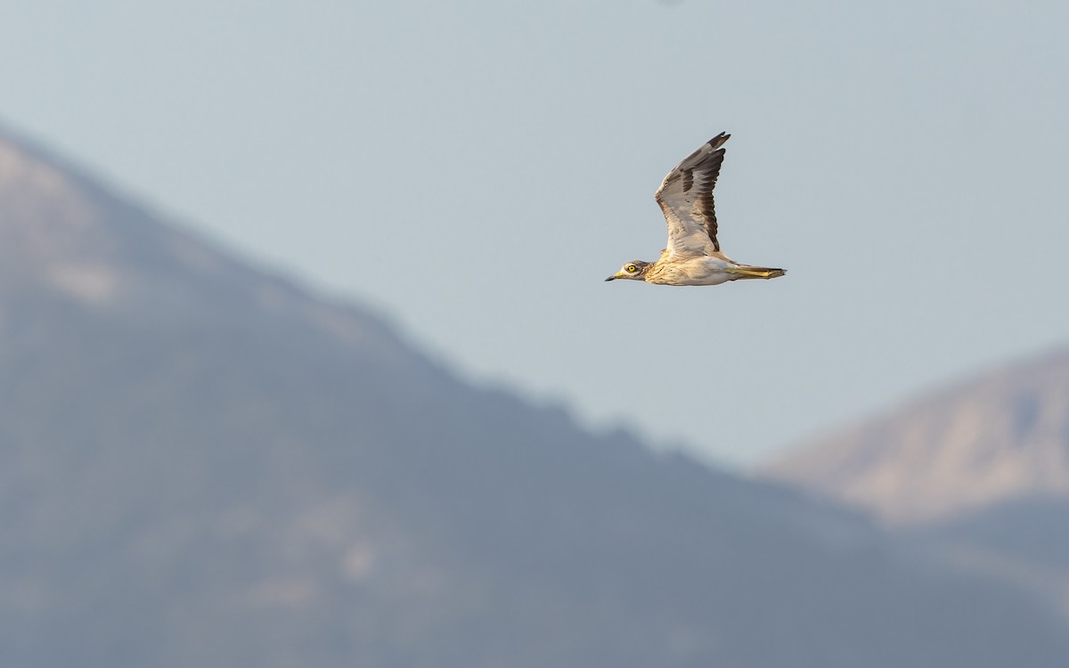 Eurasian Thick-knee - ML622598993