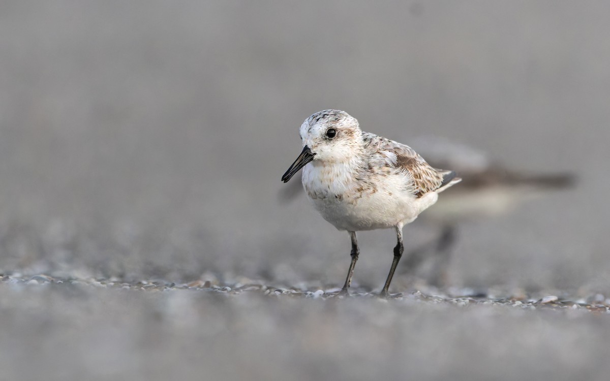 Sanderling - ML622598994