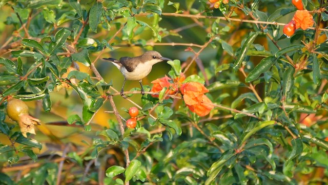クリムネタイヨウチョウ - ML622599023