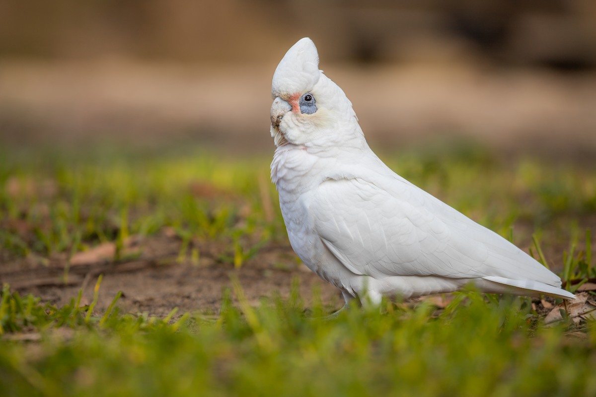 Little Corella - ML622599056